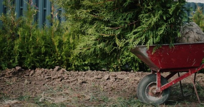 A man rolls a cart with tui saplings. Planting trees for hedges