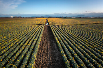 Beautiful Bright Yellow Daffodil Fields in the Skagit Valley, Washington. Springtime in the Pacific Northwest means a trip to the Skagit Valley for commercial daffodil and tulip field viewing.