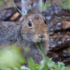 rabbit in the grass