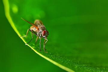 A large gray fly with red eyes sits on a green leaf. A gray fly lurked on a leaf. Photos of tiny insects living in the garden.. High quality photo.