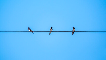 Group of swallows sitting on the electric wires
