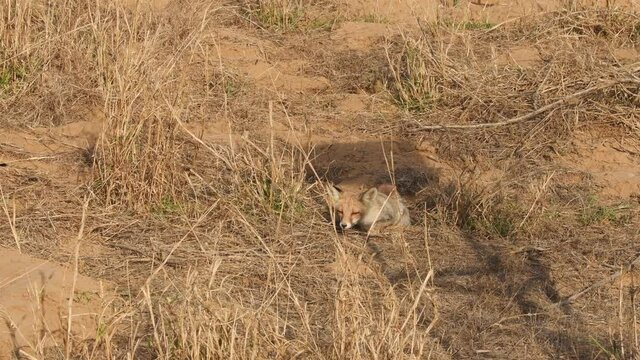 white footed fox or desert fox or vulpes vulpes pusilla wide shot during outdoor jungle safari at forest of central india