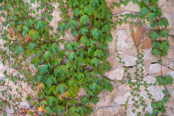 Green Creeper Plant growing on a rock wall
