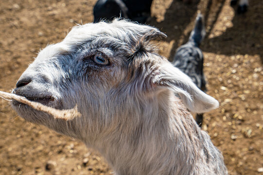 The most cute and funny baby goats in the farm, Antalya