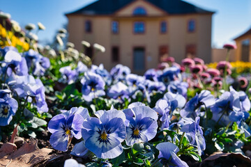 Blumen mit Schloss im Hintergrund