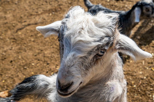 The Most Cute And Funny Baby Goats In The Farm, Antalya