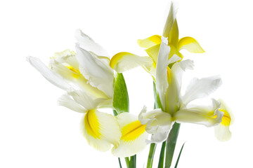 white iris flower isolated on white background