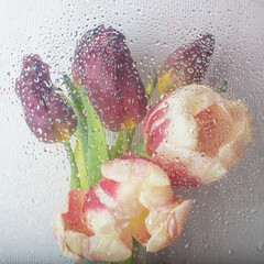 A bouquet of tulips behind a translucent cellophane film with water drops. Blurred image of flowering plants. Soft focus. Artificial noise and graininess