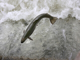 Rainbow trout jumping up fish ladder going towards Ganaraska River to spawn, in Ontario's biggest...
