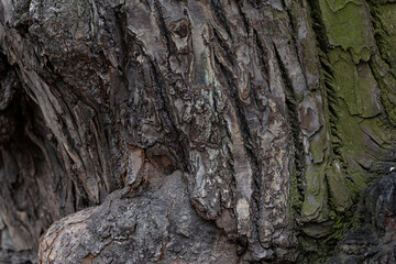 Embossed texture of linden bark. The trunk of an old tree. Surface with natural bark patterns. Natural wood background. Closeup side view.