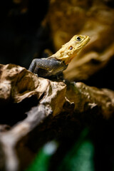 Agama africana - a lizard with a yellow head looks out.