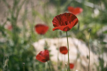 Red common poppy flower opposite blurred floral background. Close-up of red poppies inflorescences and poppy bulbs