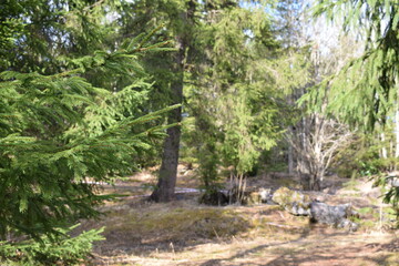 trees in the forest