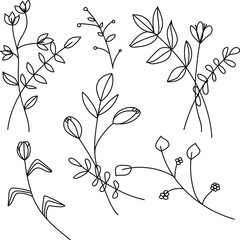 botanical illustration of plants, flowers black and white