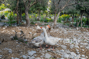geese are crying and shouting against danger in the goose farm in Antalya