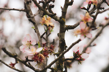 blossom in spring