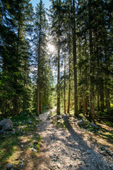 Fototapeta na wymiar path in the forest (Ehrwald, Tyrol, Austria)