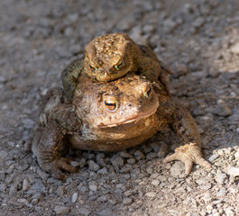 European Toads also known as Common Toads  (Bufo bufo) mating in the early spring. Frogs mating. Close up.