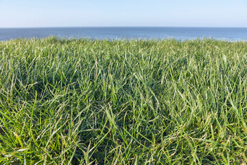 Abstract photo of grass, sea and sky in three horizontal layers with saturated colors. Image with copy space and selective focus.