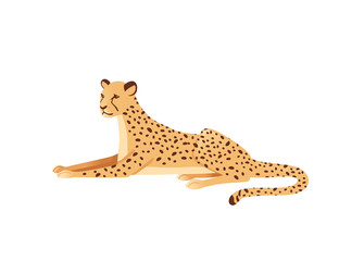 Cheetah big wild cat african savannah predator animal cartoon design character vector illustration on white background