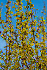 Blooming Forsythia intermedia  yellow flowers in the early spring. Golden Bell, Border Forsythia. Close up. Detail.