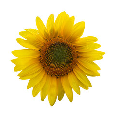Naklejka premium Sunflower flower isolated on white background. One sunflower flower.