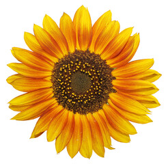 Sunflower flower isolated on white background. One sunflower flower.