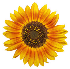 Fototapeta premium Sunflower flower isolated on white background. One sunflower flower.