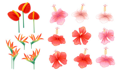 Obraz premium Set of pink and red exotic flower hibiscus anthurium and strelitzia vector illustration on white background