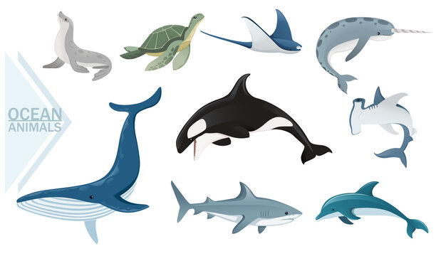 Set of ocean animals sharks whale turtle and fur seal wildlife underwater animals vector illustration on white background