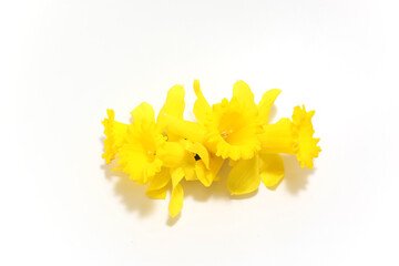 黄色の水仙