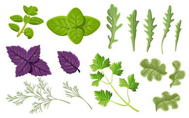 Set of fresh greens flavor herbs for cooking vector illustration on white background