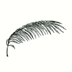 Areca palm leaf. Ink black and white doodle drawing in woodcut style.