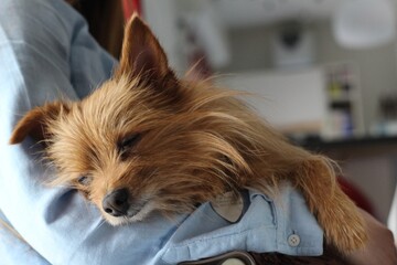 Chien mignon dans les bras