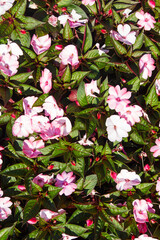 Palacio de Beylerbeyi en la ciudad de Estambul en el pais de Turquia