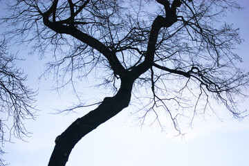 Fototapeta na wymiar Silhouette of a bare black tree without leaves against the blue light sky background. Contrasting image of tree branches and trunk in spring, fall, winter. Dry tree crown from the bottom up.