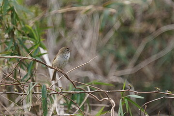 japanese bush warbler on the grass