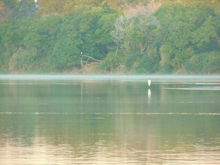 swan on the lake