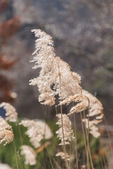 Pampas grass, or Cortaderia selloana modern landscape design plant. Boho style abstract natural wallpaper.