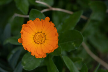 beautiful flower with orange colored petals and blurred background