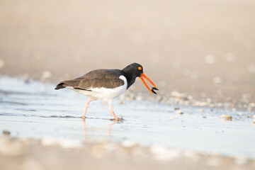 American Oystercatcher bird eating a mussel along the seacoast.