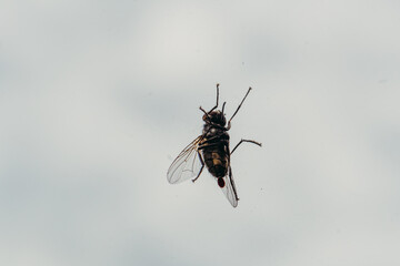 Fly. The fly is sitting on the glass.