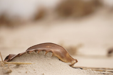 crab shell on the beach