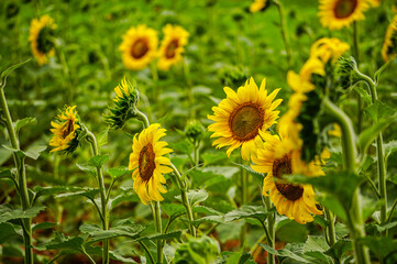field of sunflowers