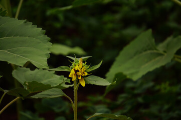 yellow flower
