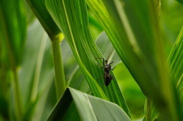 fly on leaf