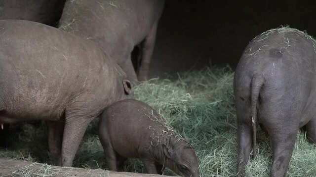 This video shows a group of Babirusa (Babyrousa celebensis) piglet eating hay.