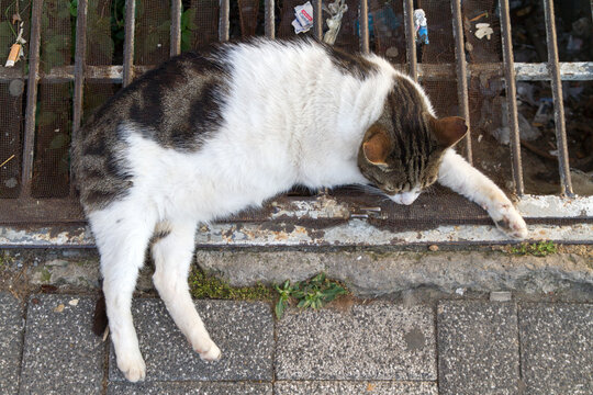 Gato o Cat en el barrio de Uskudar, ciudad de Estambul, pais de Turquia