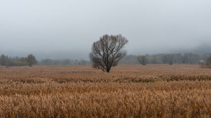 Fototapeta premium misty morning in the field