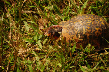 turtle on the grass